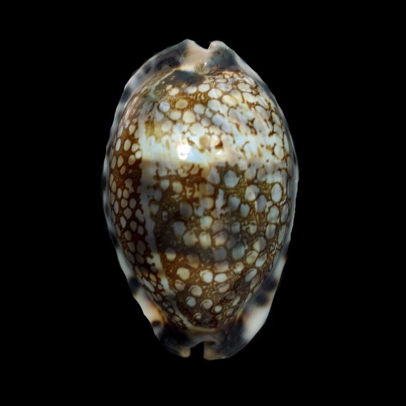 histrio 69,7mm