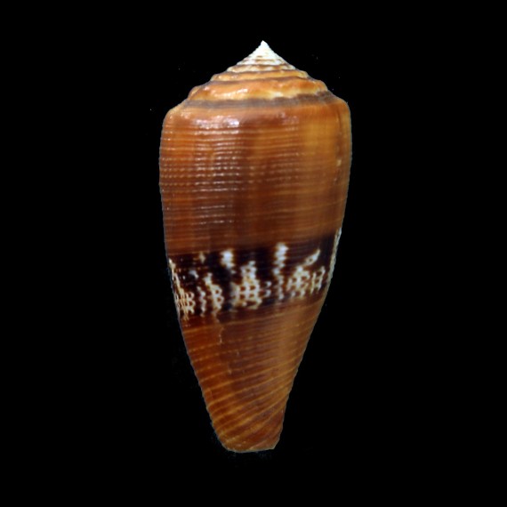 coccineus 47,9mm