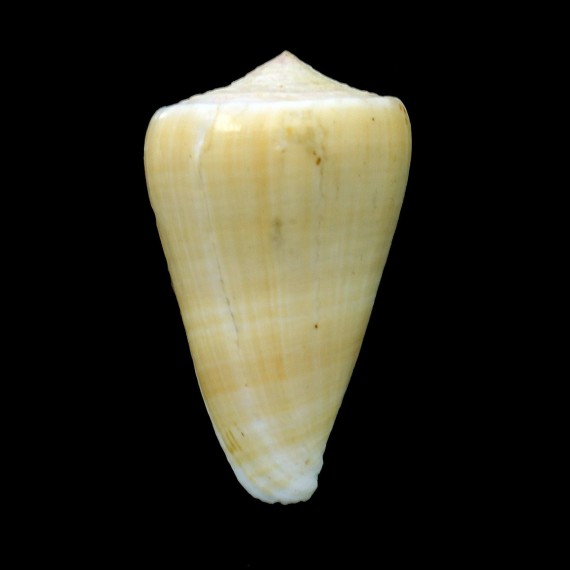 reductaspiralis 45,7mm