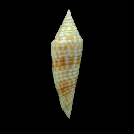 longurionis katanganus 36,1mm