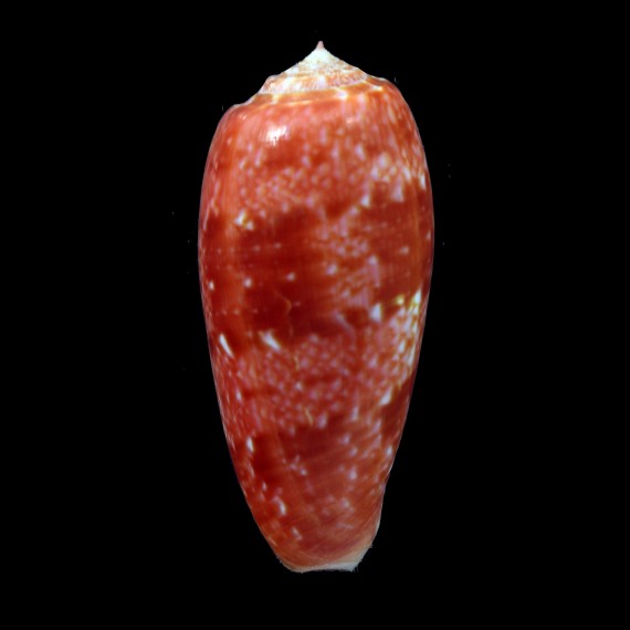 bullatus 71,7mm