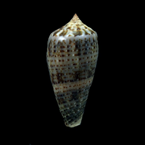 cinereus 41,0mm BIG