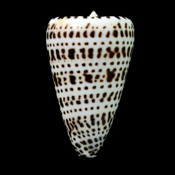 spurius atlanticus 58,7mm