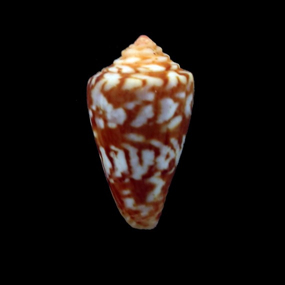 brasiliensis 21,4mm