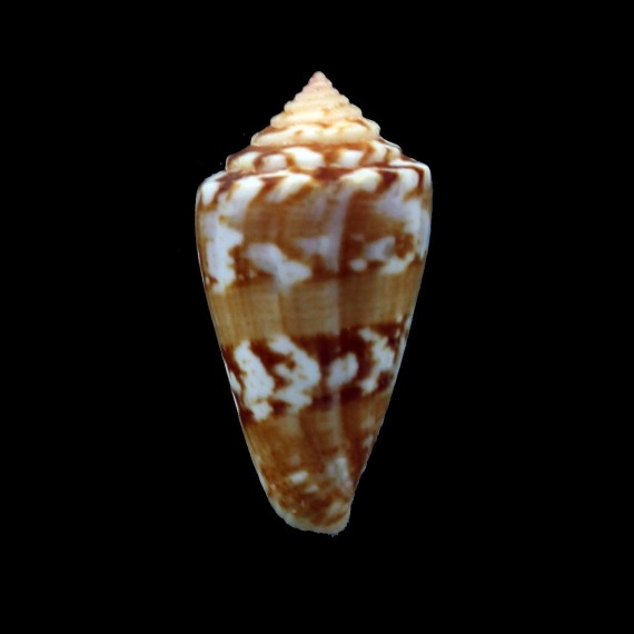 brasiliensis 23,8mm
