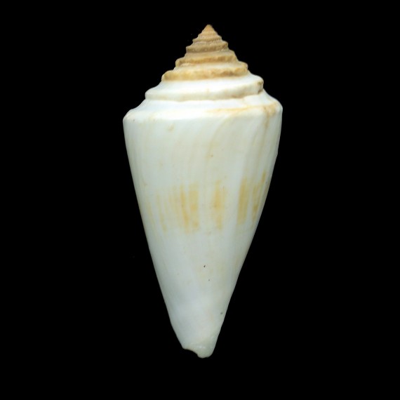 gradatulus 88,5mm GIANT