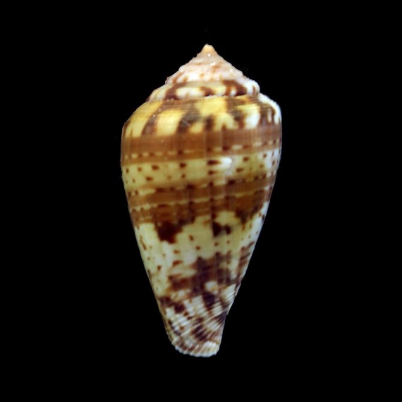 mozambicus lautus 28,5mm RARE