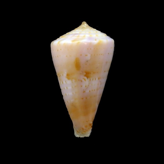 dayriti 25,3mm