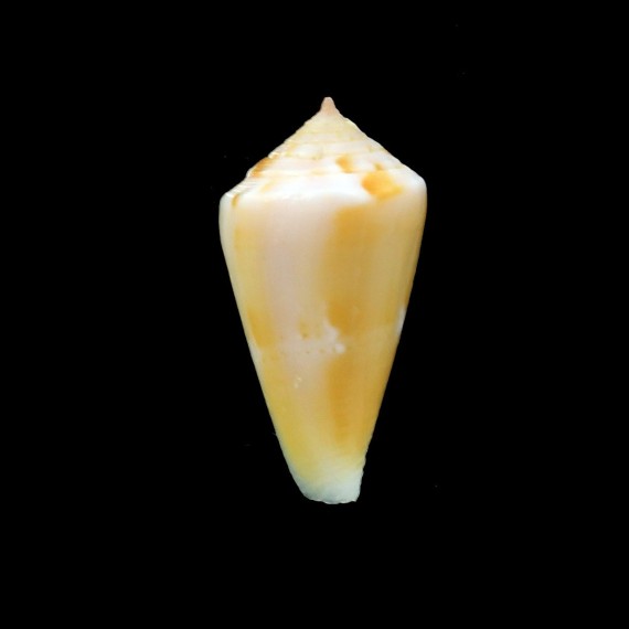 sazanka 24,0mm