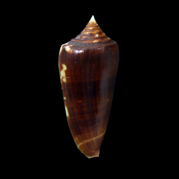 neptunus colorvariegatus 61,6mm