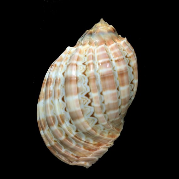 cabriti 94,6mm