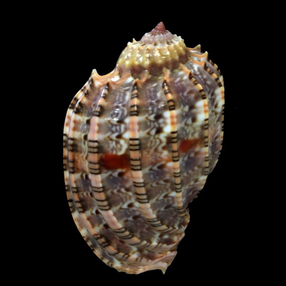 kajiyamai 54,1mm