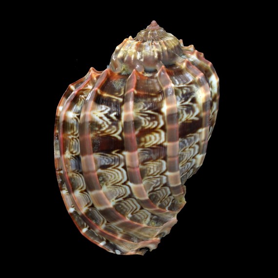 harpa 85,0mm