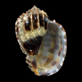 harpa 85,0mm