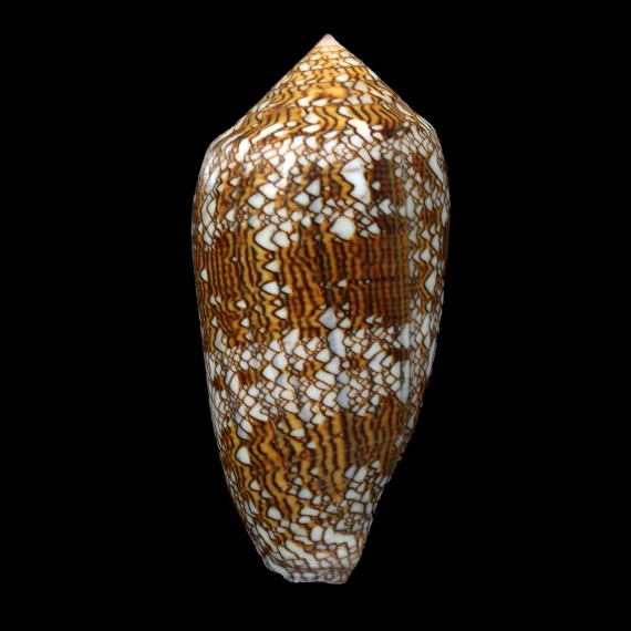 textile 100,3mm AUSTRALIA