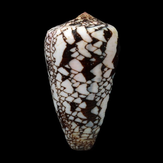 pennaceus melbae 57,0mm