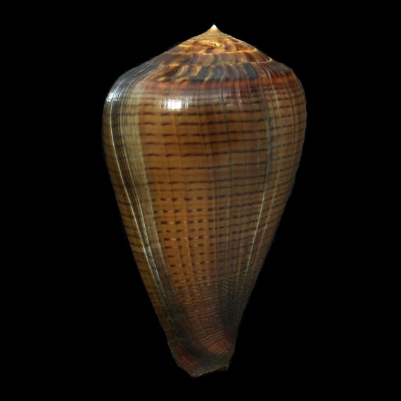 figulinus 87,8mm