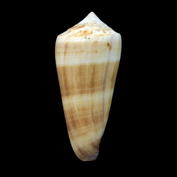 furvus albicans 63,0mm