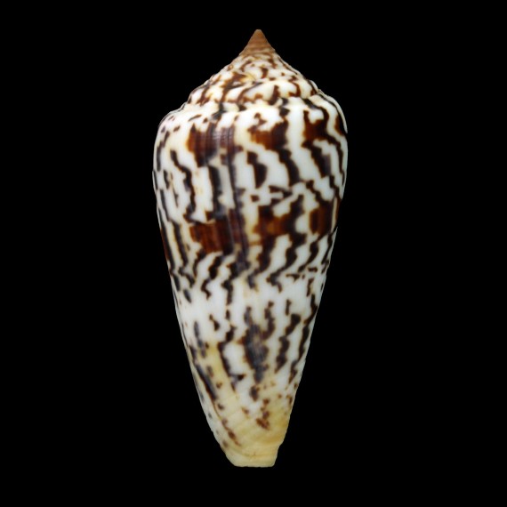 janus 66,0mm