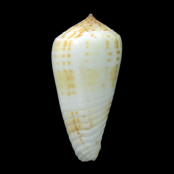 inscriptus maculospira 61,1mm