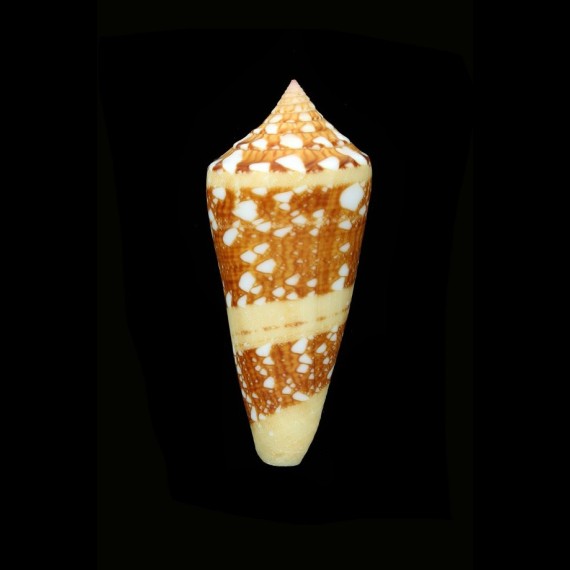 ammiralis temnes 68,4mm