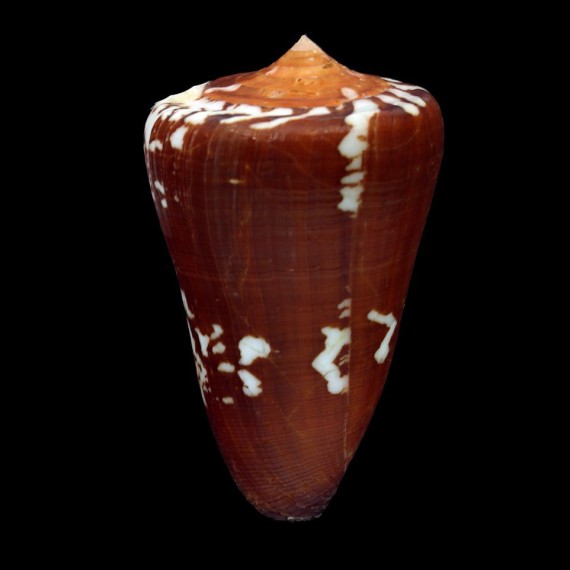 crocatus thailandis 64,3mm