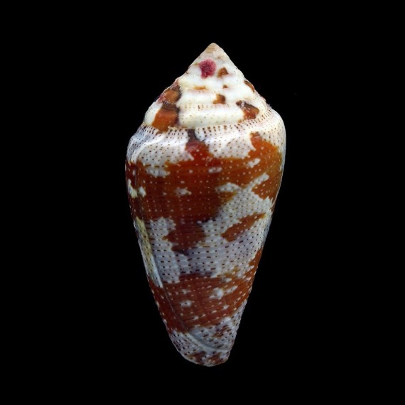 curassaviensis 41,5mm