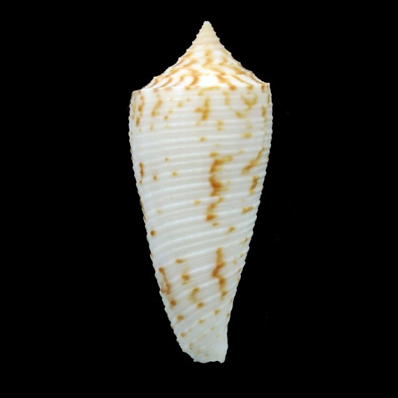 sogodensis 38,3mm RARE