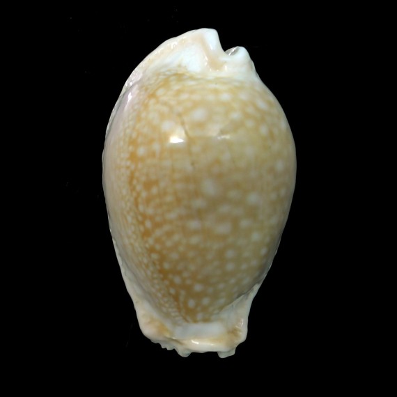 miliaris 54,1mm GIANT