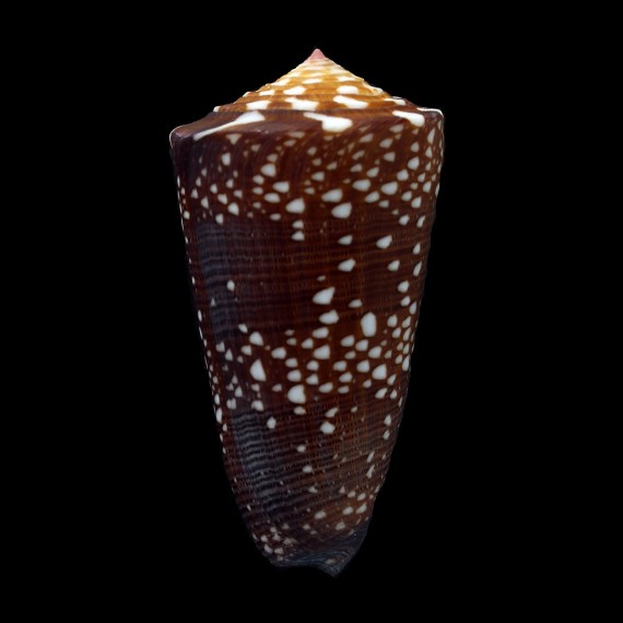 nobilis victor 63,8mm MONSTER