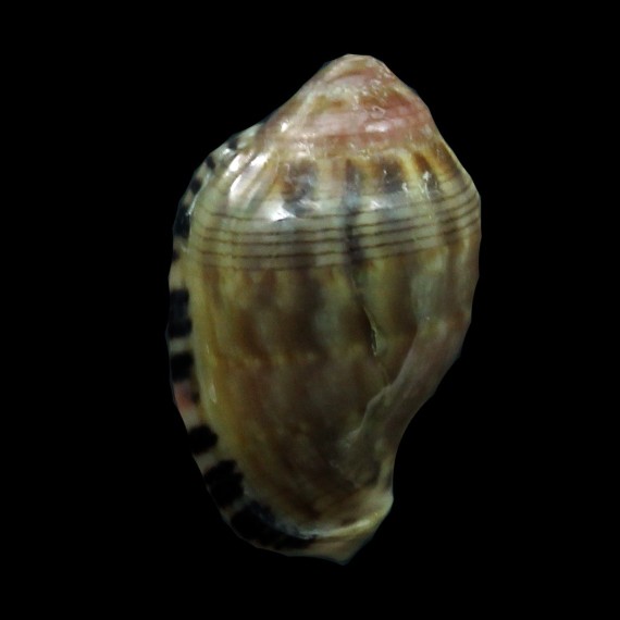 pseudornata 21,4mm