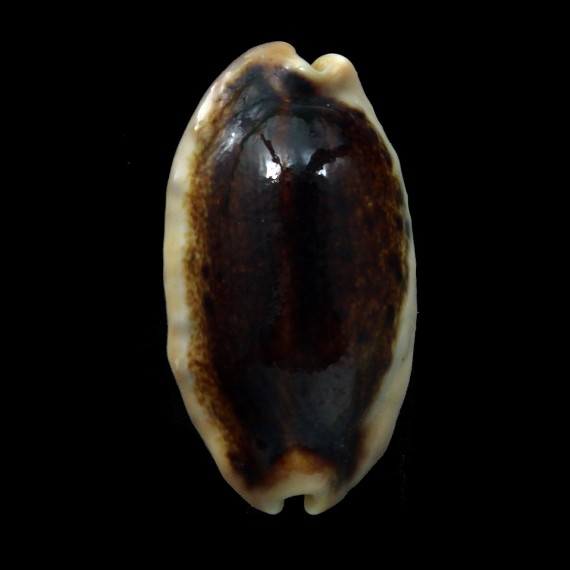 caurica 47,7mm BIG NIGER