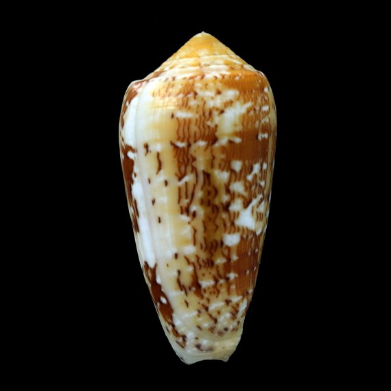 floccatus magdalenae 60,3mm