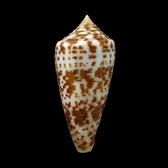 chindeensis 47,4mm NEW
