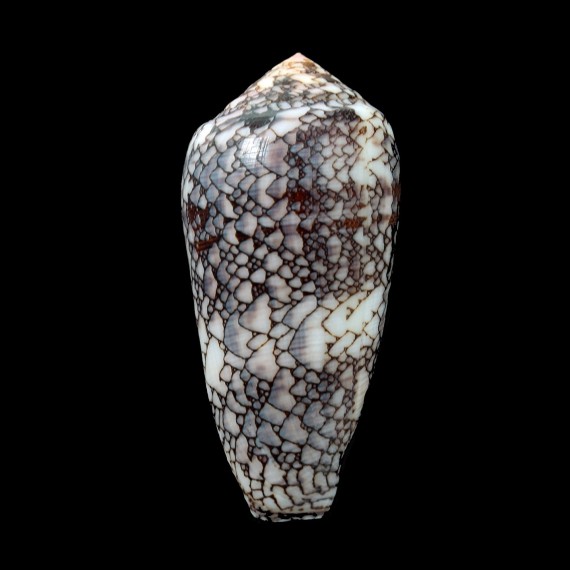pennaceus praelatus 65,2mm