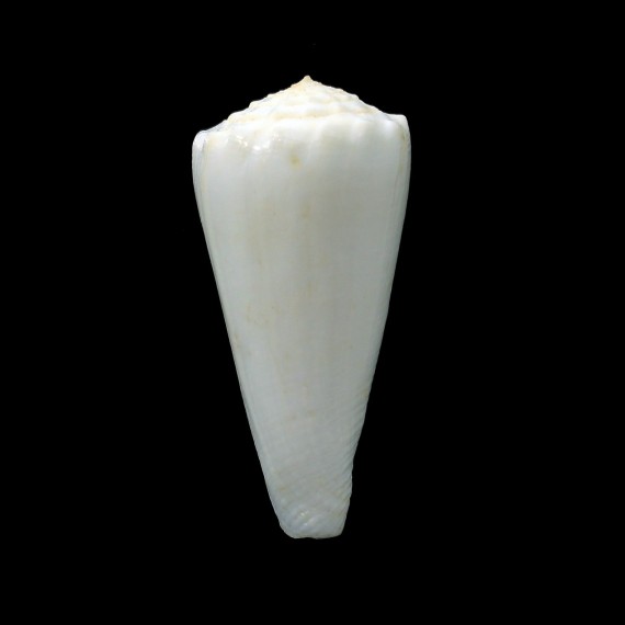 queketti 50,8mm LIVE ALBINO