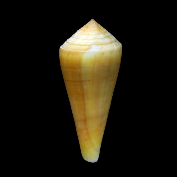 alconnelli 63,2mm BIG
