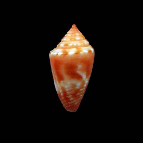 damasoi 17,1mm