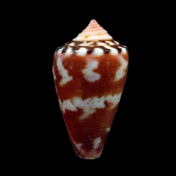 baiano 23,6mm SUPERB
