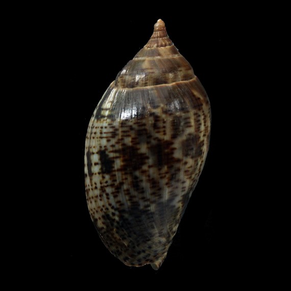 lapponica 64,0mm