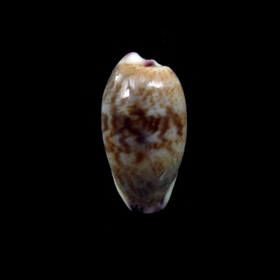 fimbriata 17,5mm