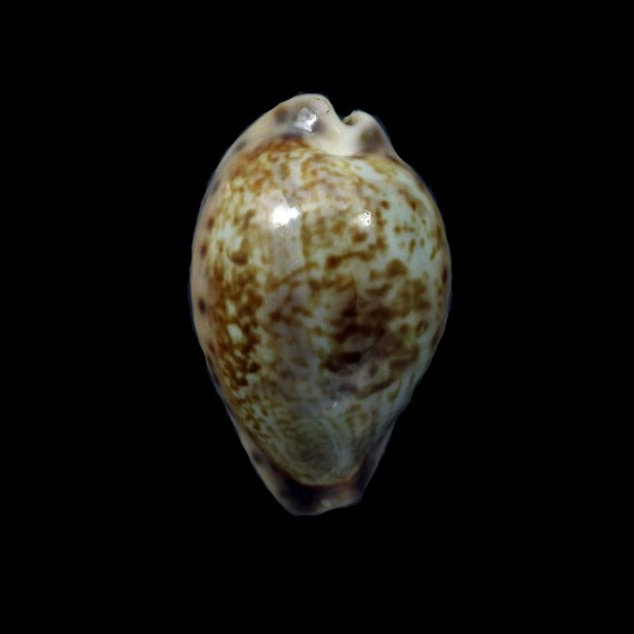 gambiensis 31,0mm