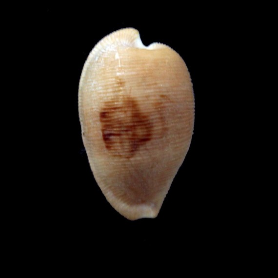 capensis gonubiensis 33,0mm