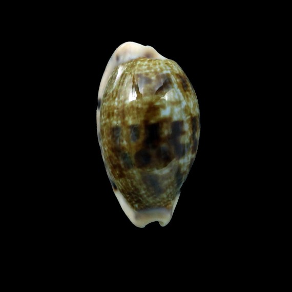 pellucens natalensis 25,6mm