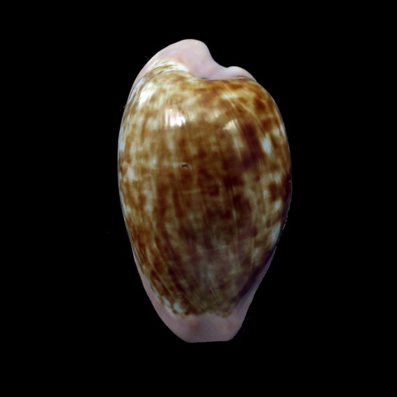 fuscodentata grohorum 34,0mm BIG