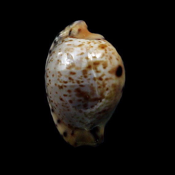 edentula sanfrancisca 21,4mm