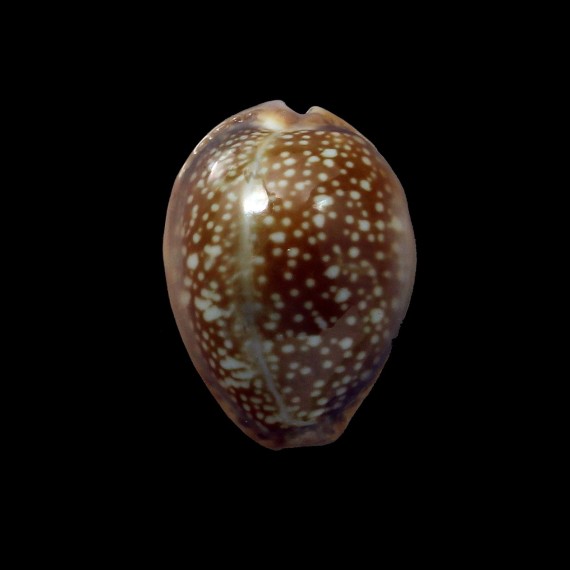 englerti 25,4mm