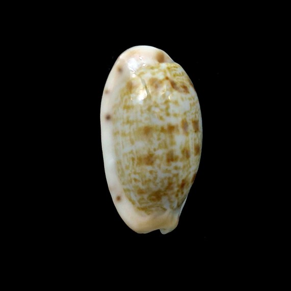 teres janae 20,3mm RARE