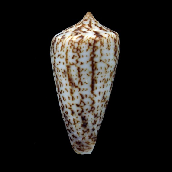 iodostoma 38,1mm