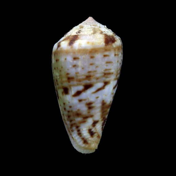 mozambicus lautus 29,5mm